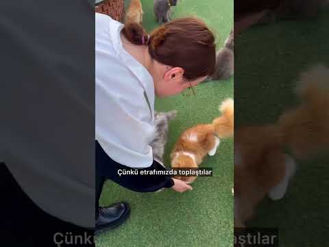 Kore’de Yüz Kedili Kafe