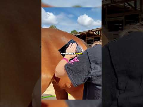 chuẩn bị tinh thần ngựa trước thi đấu 🐴