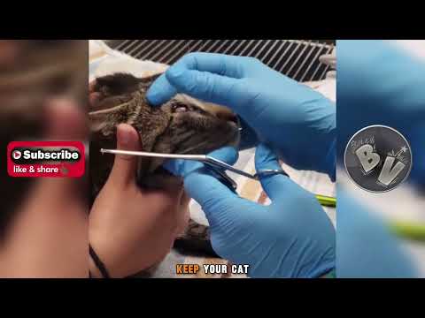 Watch This Veterinarien Helping The Cat #508
