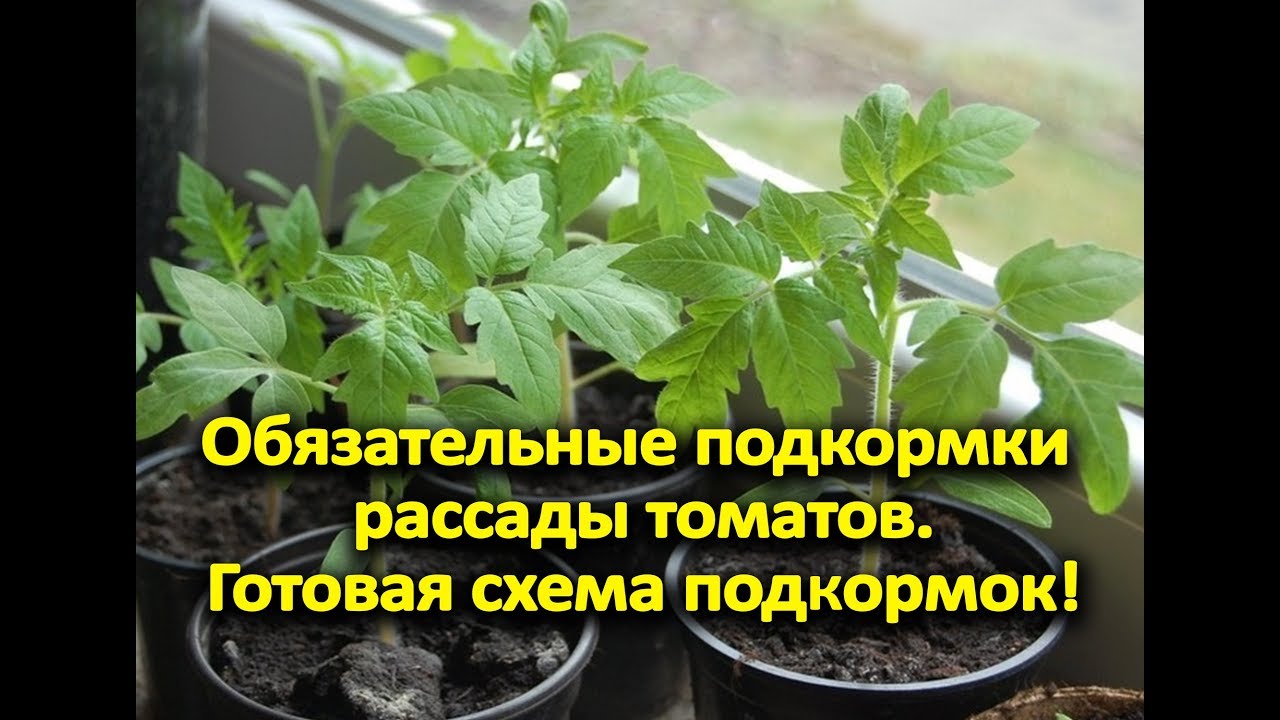 Обязательные подкормки рассады томатов. Готовая схема подкормок!