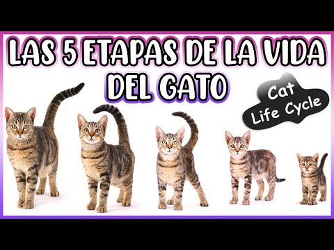 Las 5 Etapas De Vida De los Gatos y Sus Cuidados Esenciales - SiamCatChannel