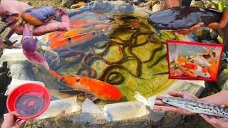 Catching snakehead fish and large crabs, ornamental fish, koi fish, catfish, eels, betta fish