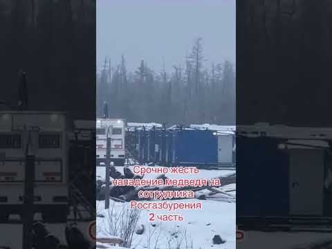 Медведь напал на людей Якутия 2023 часть 2