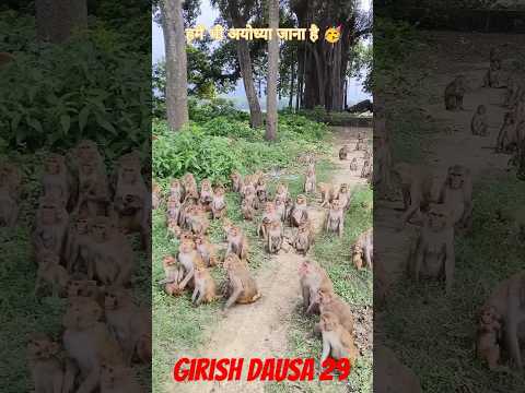 बंदरों की बारात 🤣😂#funny #funnyanimals#funnyvideo#trendingshorts #trend #tiktok#funnyshorts#freefire
