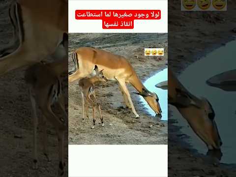 صغير الغزال يبدو وكأنه يترقب حماية امه #shorts