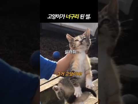 600만♥꼬꼬마 아이의 들린것은 ㅋㅋ #고양이 #cat #동물
