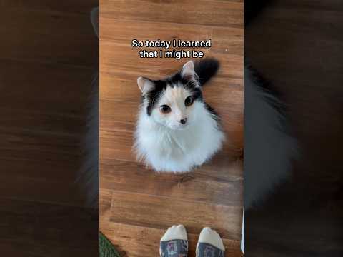 Expert advice 🍽️ #catsofshorts #expertadvice #catsofyoutube