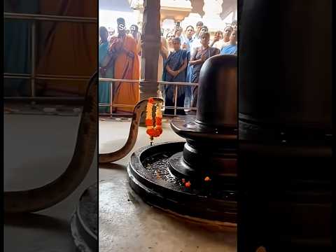 Huge Cobra ๐ inside shive temple . #shiv #shiva #shivbhajan #shivshankar #shivshakti #shivparvati