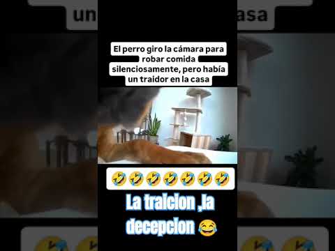 La traiciรณn ,la decepciรณn ๐คฃ๐คฃ jajajajajaja #humor #pyfใ #funnyshorts #funnyshorts