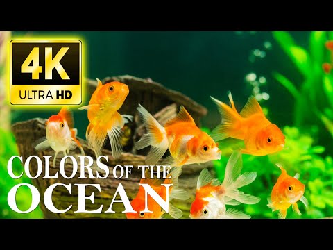3 HOURS Stunning 4K Underwater footage + Music | Nature Relaxation™ Rare &amp; Colorful Sea Life Video