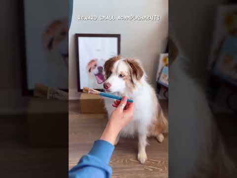 #australianshepherd #dog #pets #cutepuppy #cutedog #dogtricks