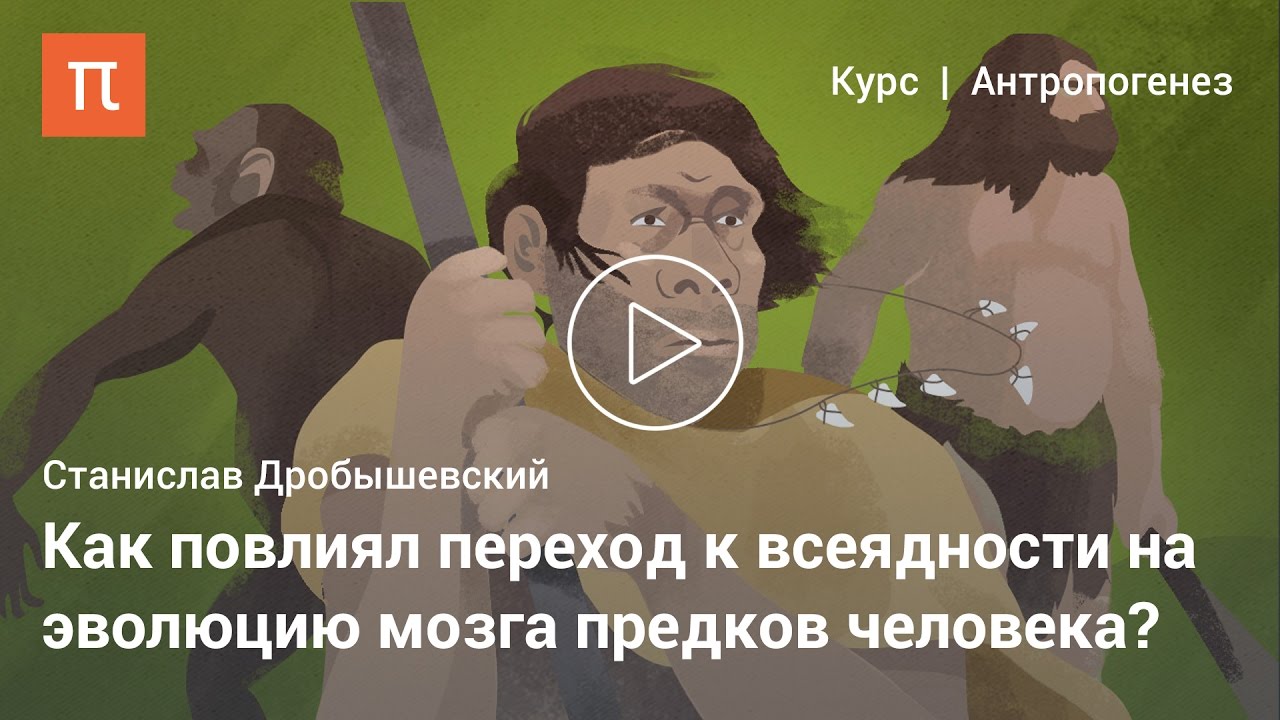 Эволюция мозга человека - Дробышевский Станислав