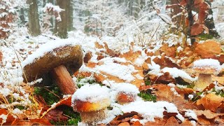 SZOK !!! PIERWSZY ŚNIEG I! BOROWIKI🍄 ZIMA UDERZA W LAS! MEGA! Grzybobranie. ZIMOWE, Grzyby 2025
