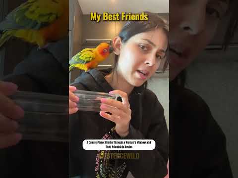 Sun Conure Rescued #animallovers #animallovestory #animalfriendshipgoals #rescue #pets #lovestory