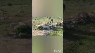 Settlers' attack in Susya, #masaferyatta