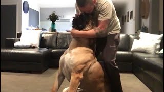 Huge Female Boerboel Loves Kisses 
