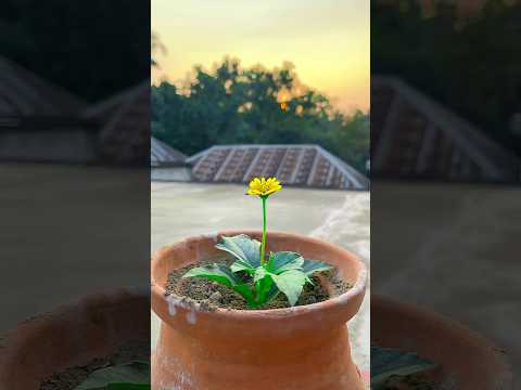 New viral flower reverse video #viralvideo #flower #shorts #shortsvideo