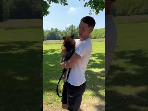 Elle est incroyable ! #chien #reels #malinois
