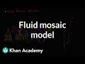 Cell Membrane Structure and Function