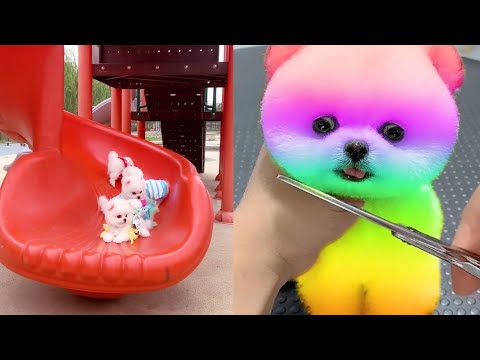 2024 Chó Phốc Sóc Mini 😍 Funny and Cute Pomeranian 😺🐶 | cute animals161