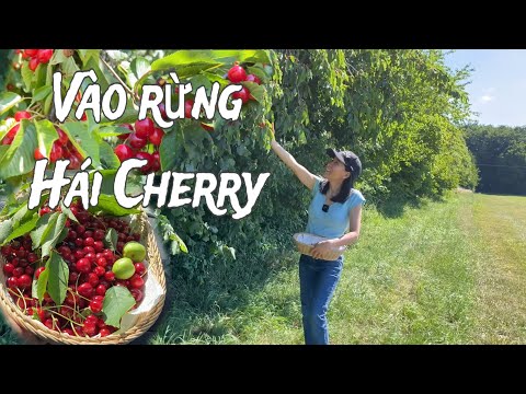 Vào rừng hái cherry, bất ngờ chỗ này cherry chín đỏ cây không ai hái | Cuộc sống ở Đức