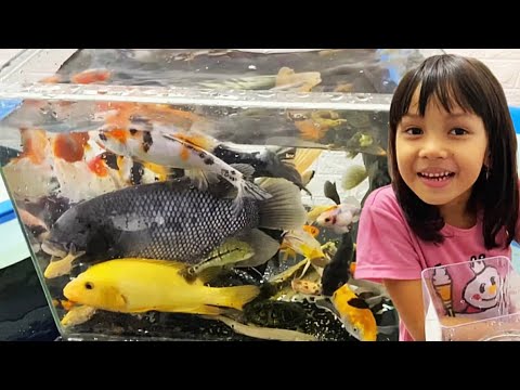 Mencampur Ikan di Aquarium Kotak Ikan Pbass,Gurame,Red Devil,Palmas,Koki,Manfish & Louhan Cantik