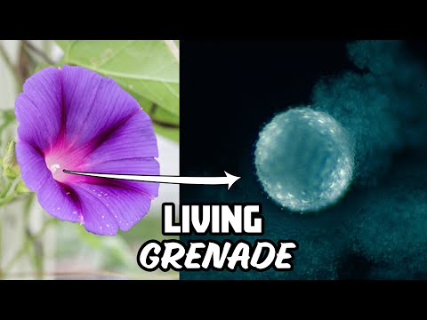 Morning Glory Under Microscope (Explosive Pollen)