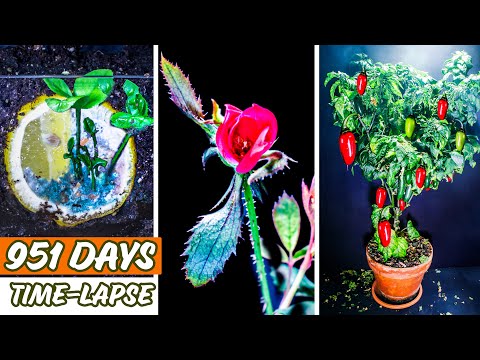 951 Days Time Lapse of Plants Growing (Compilation)