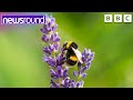 Understanding Bees and Their Importance