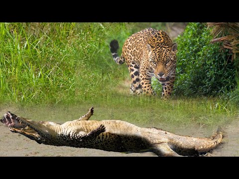 Jaguar Jumps Into River To Hunt Crocodile And The Ending Is Unexpected