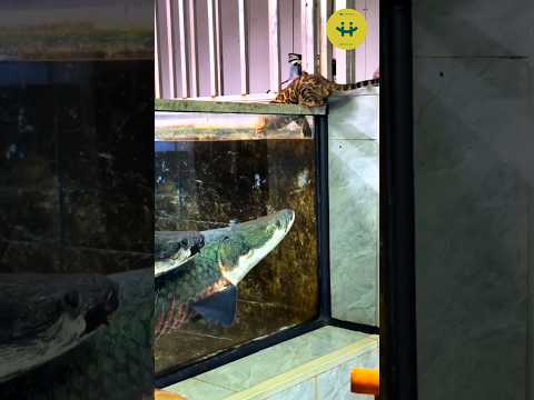 arapaima ഒരു ഭീകരൻ തന്നെ  arapaima food hunting style #arapima #rivermonster #hobbyspot