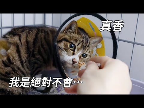 我小貓就算餓死也不會吃你們人類一口東西，真香！｜李喜猫