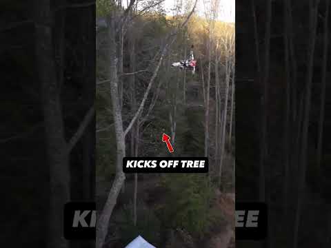 Did the tree help him?? ➡️