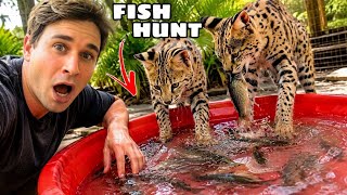 Buying LIVE FISH for My AFRICAN WILDCATS to HUNT!