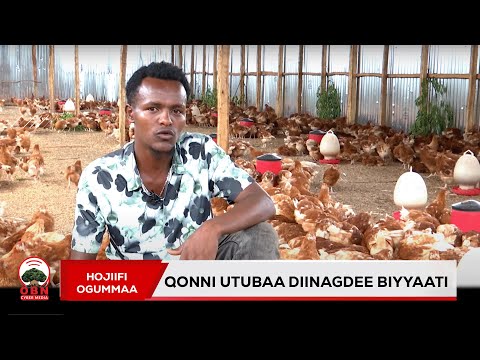 Hojiifi Ogummaa | Qonni utubaa diinagdee biyyaati |