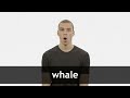 Understanding Whale Information Sections