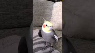 Y'all BETTER clap! 👏🦜