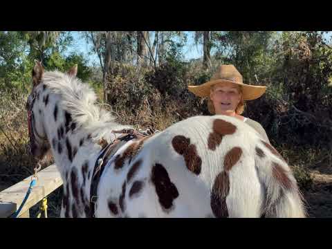 How Much Ground Work Should You Do With An Appaloosa Horse?