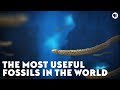 Conodonts and Their Importance in Geology and Paleontology
