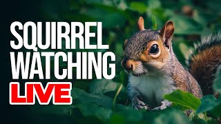 🔴  Squirrel Livestream for Pets to Watch | 🐿️ 📺 Relaxing Nature Stream with Soothing Sleep Music
