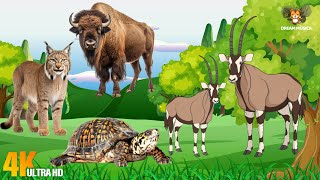 Farm Animal World: Bison, Lynx, Oryx, Tortoise, Ocelot, Okapi, Moose - Animal video
