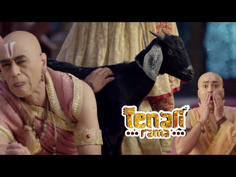 तथाचार्य ने मिटाई बकरी की खुजली  | Tenali Rama -तेनाली रामा | Best Comedy Serial