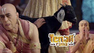 तथाचार्य ने मिटाई बकरी की खुजली  | Tenali Rama -तेनाली रामा | Best Comedy Serial