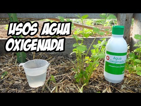 7 Usos Brillantes del AGUA OXIGENADA en el Huerto o Jardín | La Huerta de Ivan