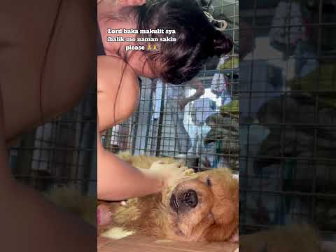 Lord pls balik mo na sakinnn plssss nagmamakaawa ako sayo.. #chow #doglover #chowchow #dog
