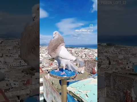 #kabootar #pigeon #birdlovers #fancykabootar #pets #shortsvideo #trending #love #kabutar #viralshort