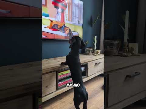 Este perro solo quería un masaje🥺🐶 (@ dutchdachshunddonut / TT)