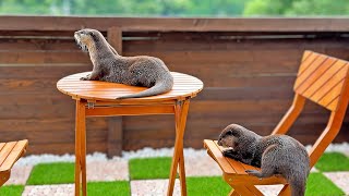 [Original Video] Otters Enjoying the View From Our Newly Completed Terrace