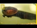 Electric Eels and Their Shocking Abilities