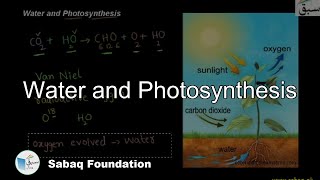Water and Photosynthesis